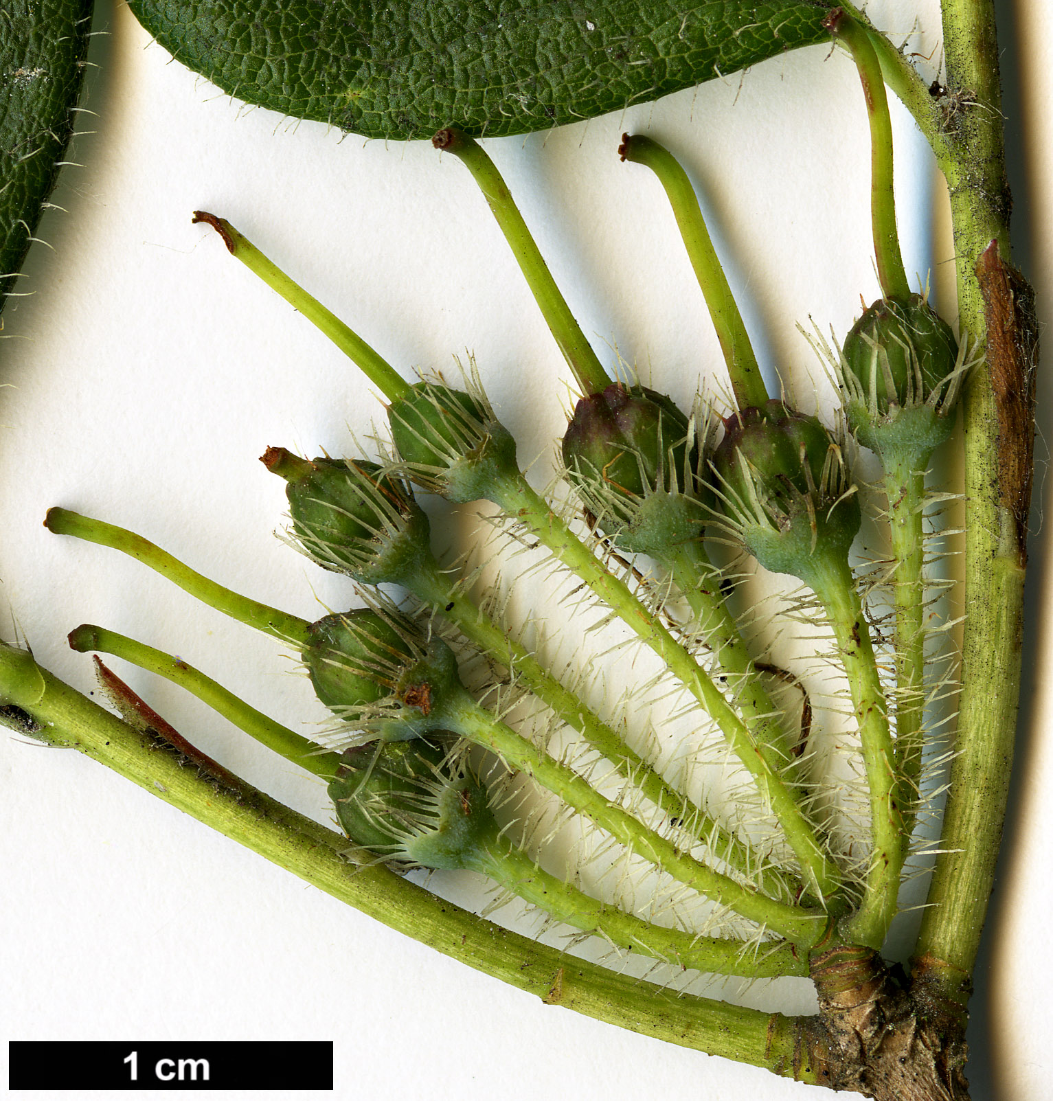 High resolution image: Family: Ericaceae - Genus: Menziesia - Taxon: ciliicalyx - SpeciesSub: var. purpurea